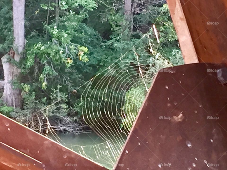 Spiderweb under the highway 