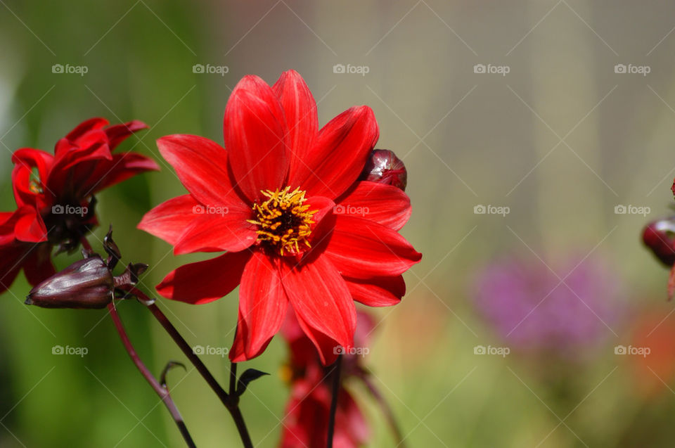 garden red dahlia by stevephot