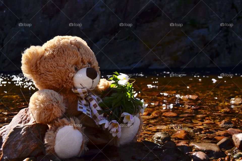 Teddy by the river