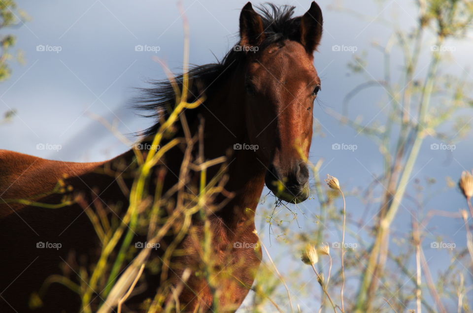 portrait of a cheval