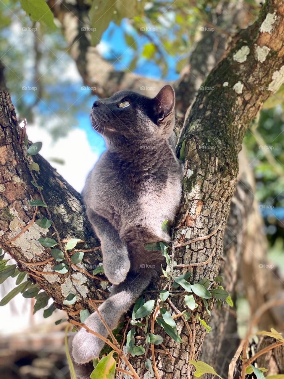 lindo gato na árvore