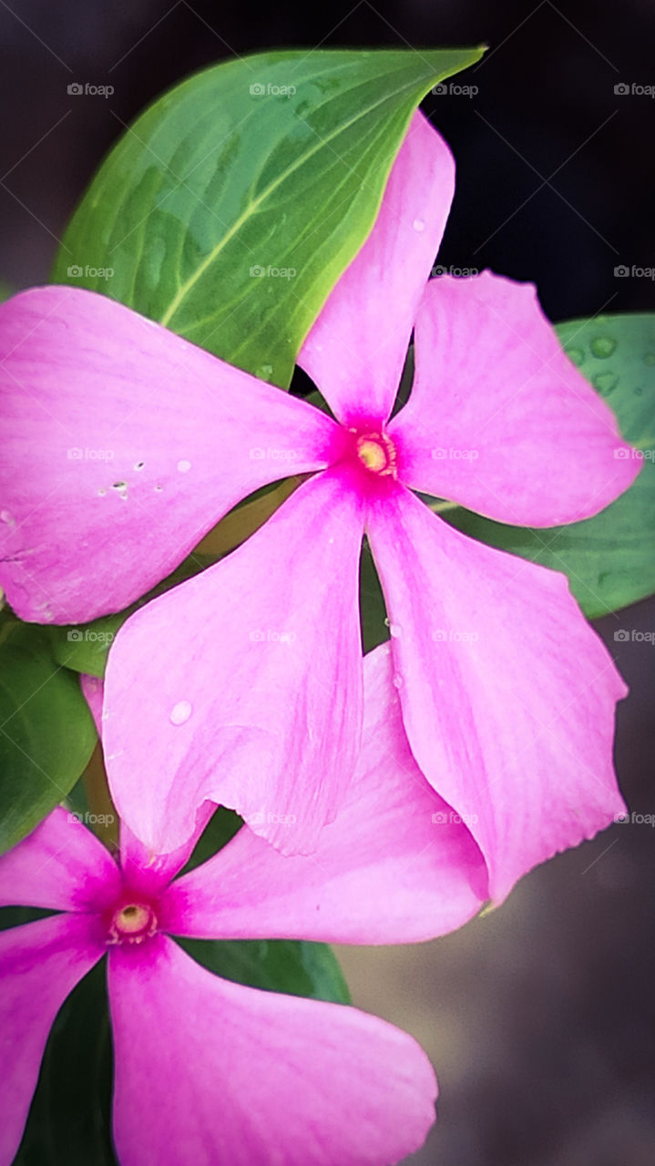 Pretty pink color Indian garden/wild flowers