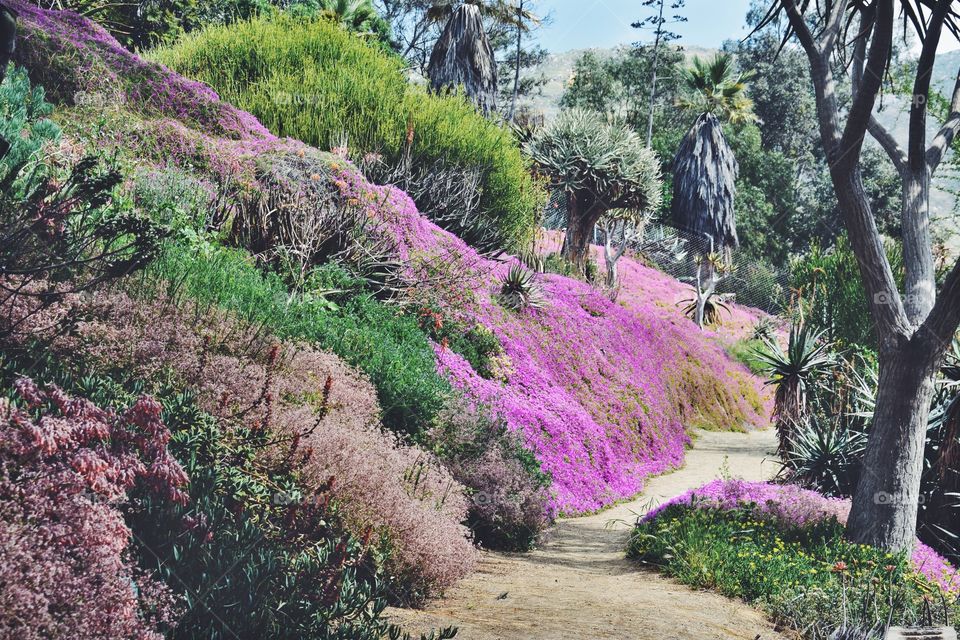 Purple Pathway 