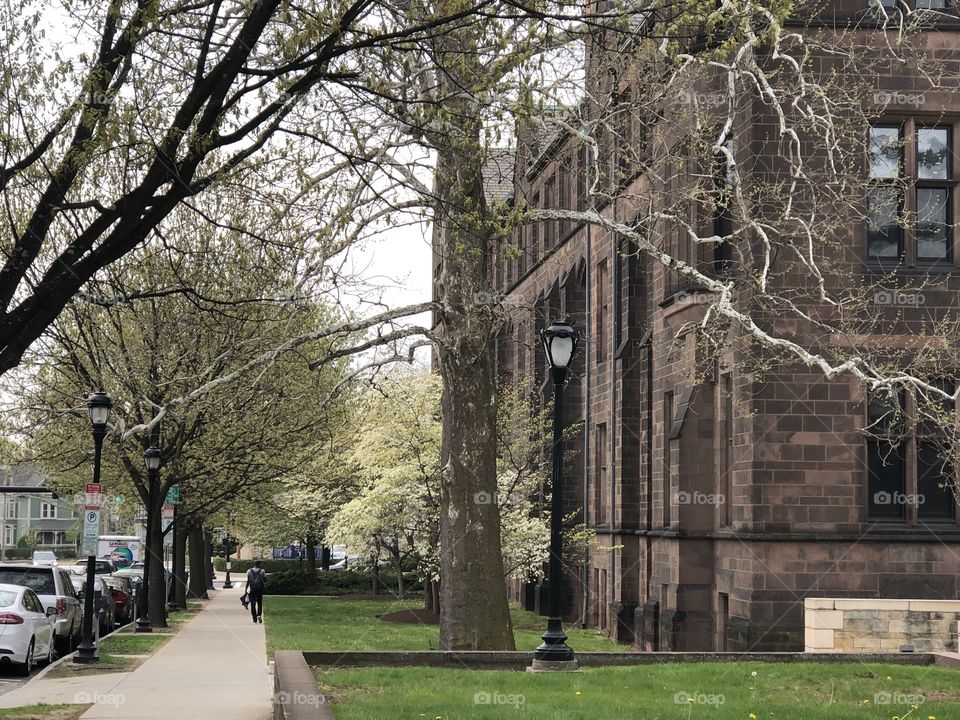 Yale University in Spring 