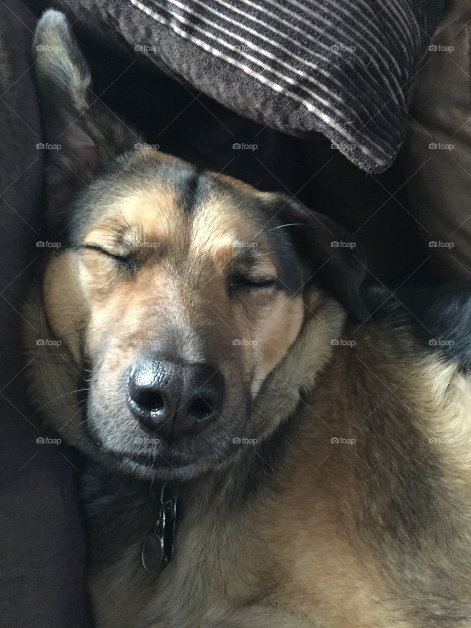 Sleeping German Shepard 