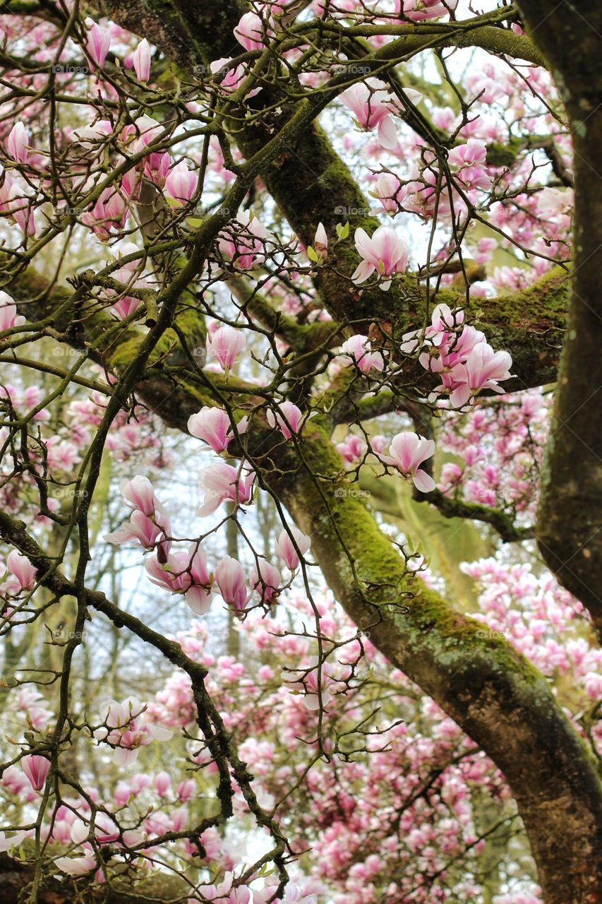 Pink flowering very old magnolia tree photographed from the inside with light green moss on the branches in spring