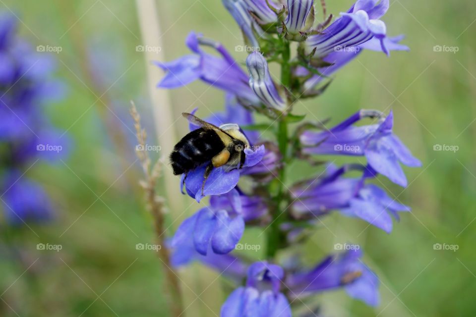 Bee in flower 