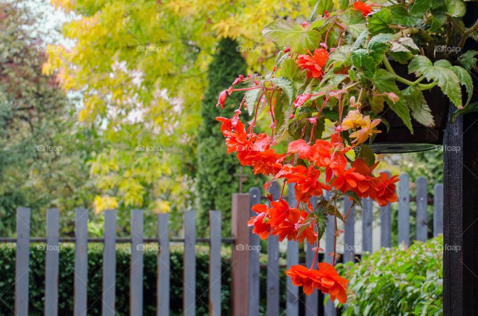 Urban Plants