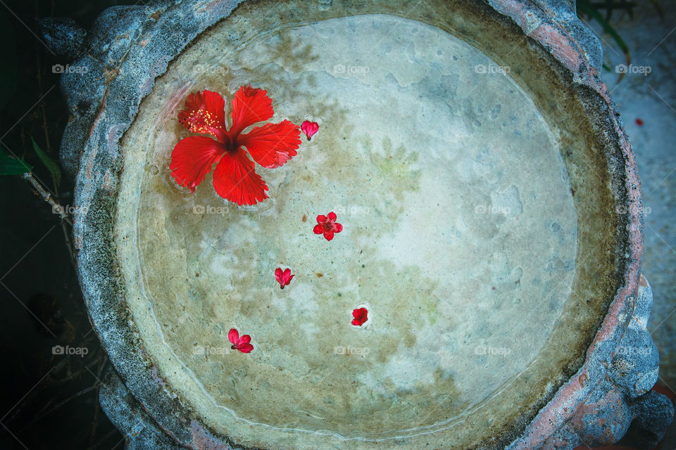 High angle view of red hibiscus on water