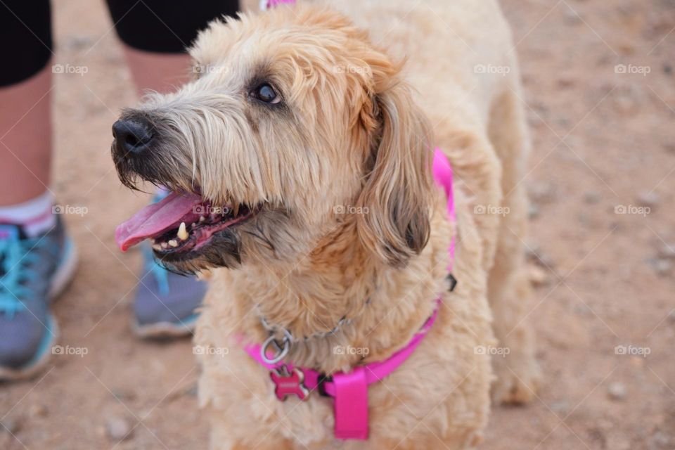 A sweet older Wheaten Terrier enjoys an afternoon breeze while on a walk at a local park