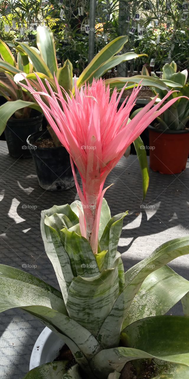 Flower, Cactus, Nature, Flora, Leaf