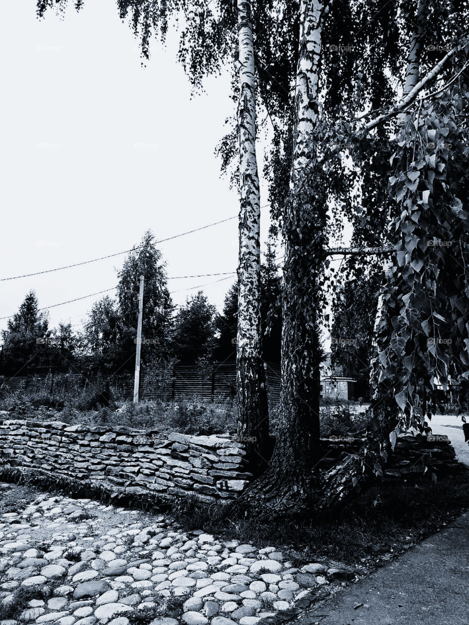 Nature in black and white