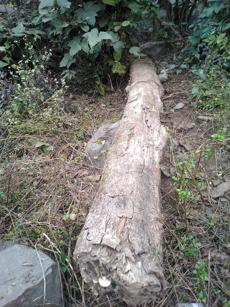 lone log old laying