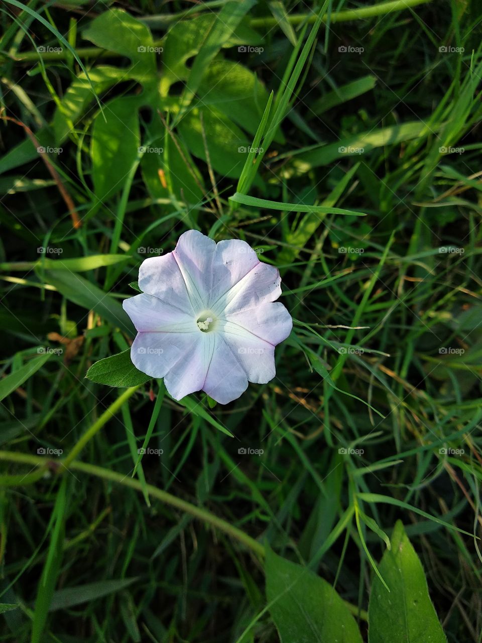 beautiful flower,beautiful rare flower in the nature,beautiful flower in the garden,flower blooming,flower blossom,rare flower in white colour.