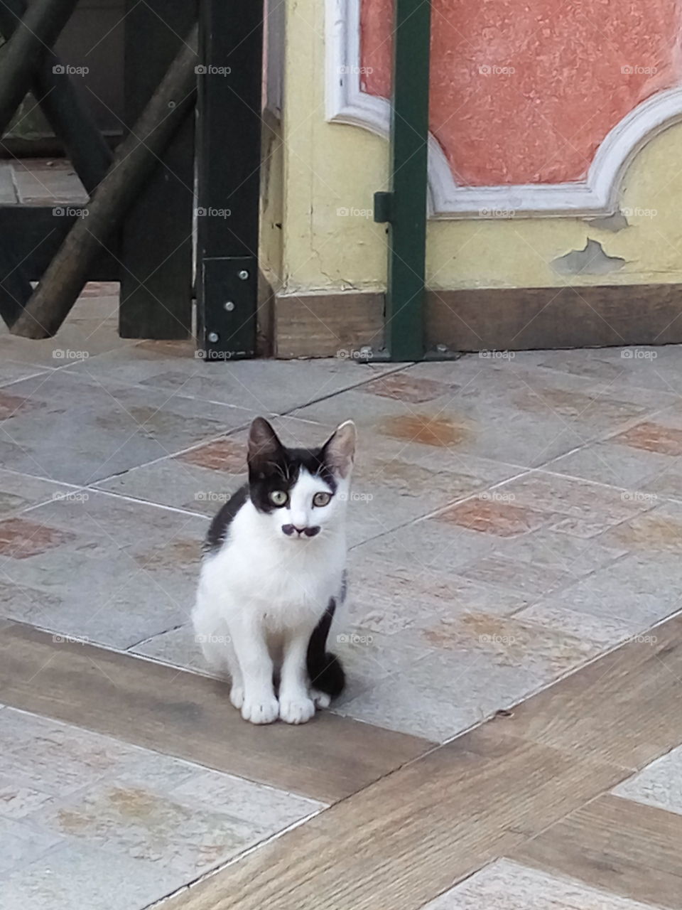 Mustache cat seen at cafe