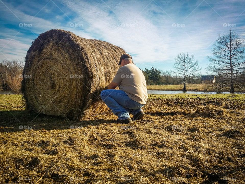 Putting Out Hay