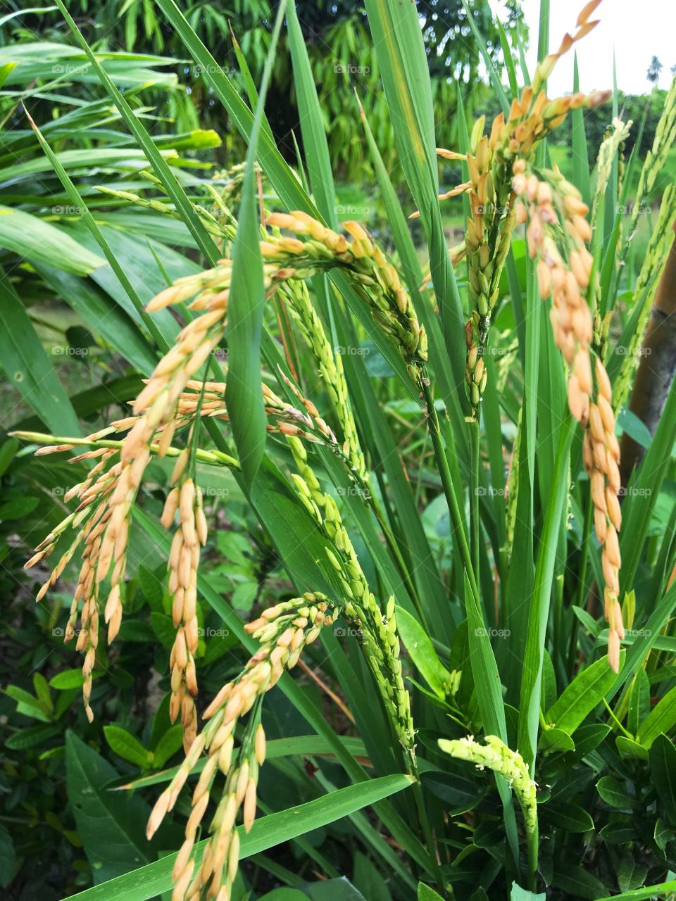 Rice plant - Ayutthaya,Thailand