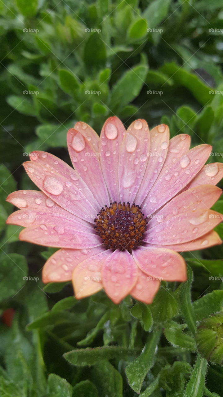 Close-up of waterdrops on pink flower