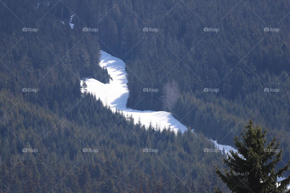 Ski slope among dense woods 