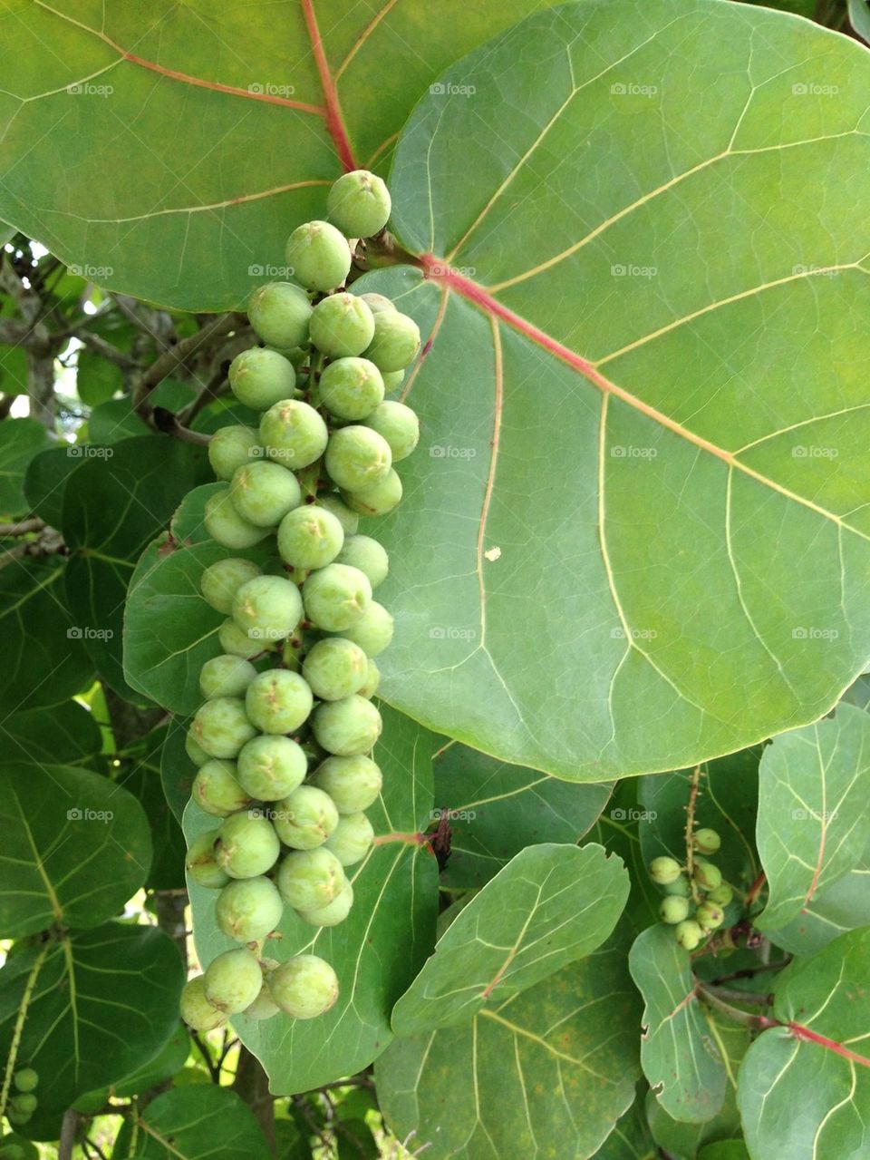 Sea grape