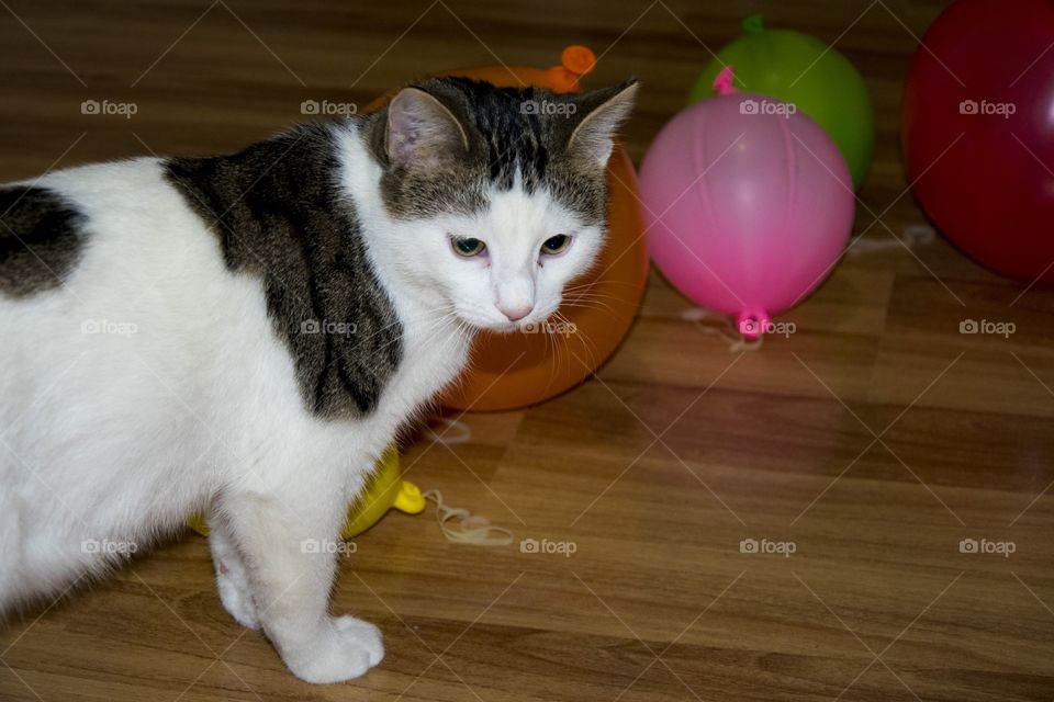 cute cat playing with colorful balloons