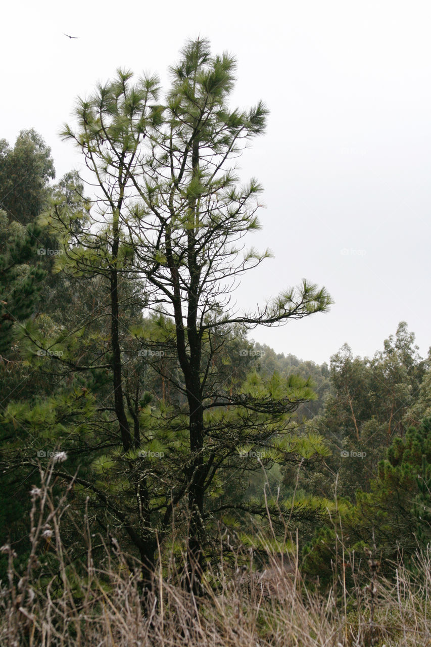 Landscape with trees