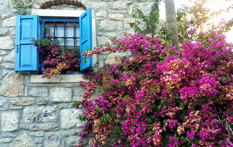 a bush of pink flowers on the building background with blue window
