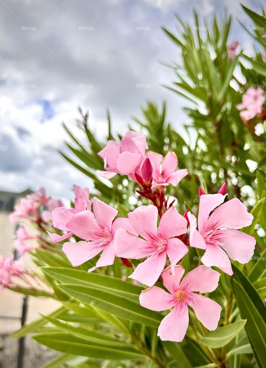 Flowers , France Jully 2023 