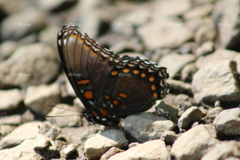 close up of butterfly in gravel
