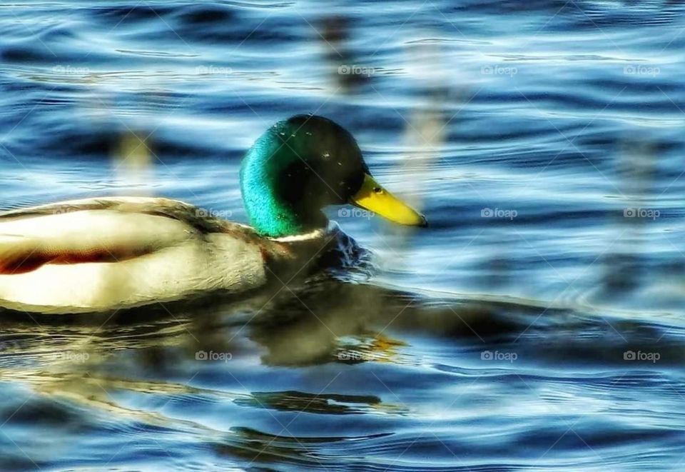 Mallard duck swimming