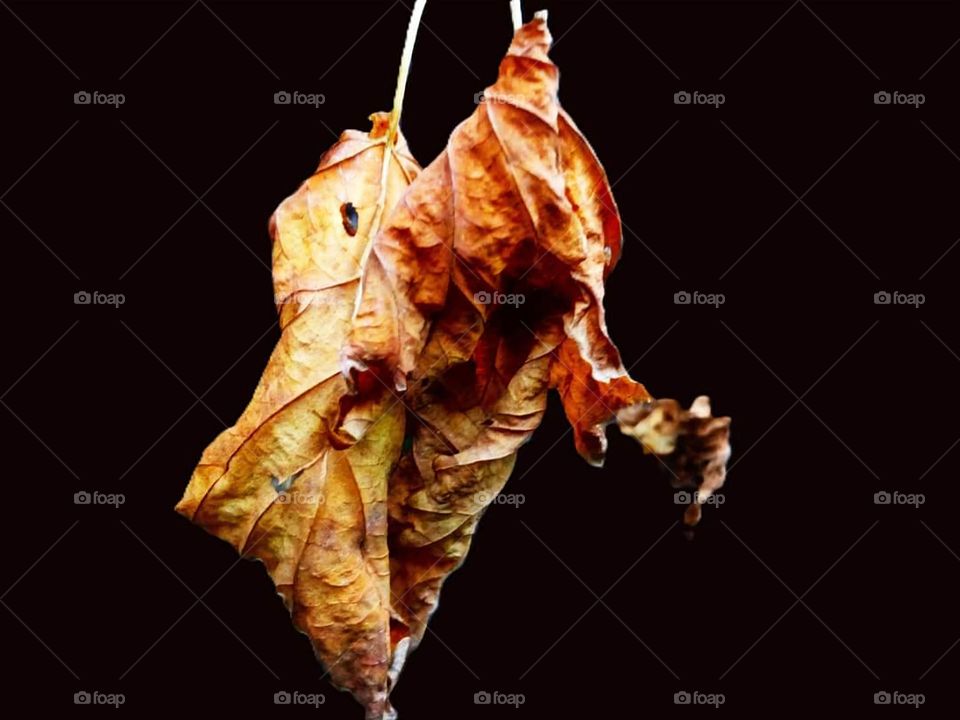 Close up on two autumn leaves with a black background