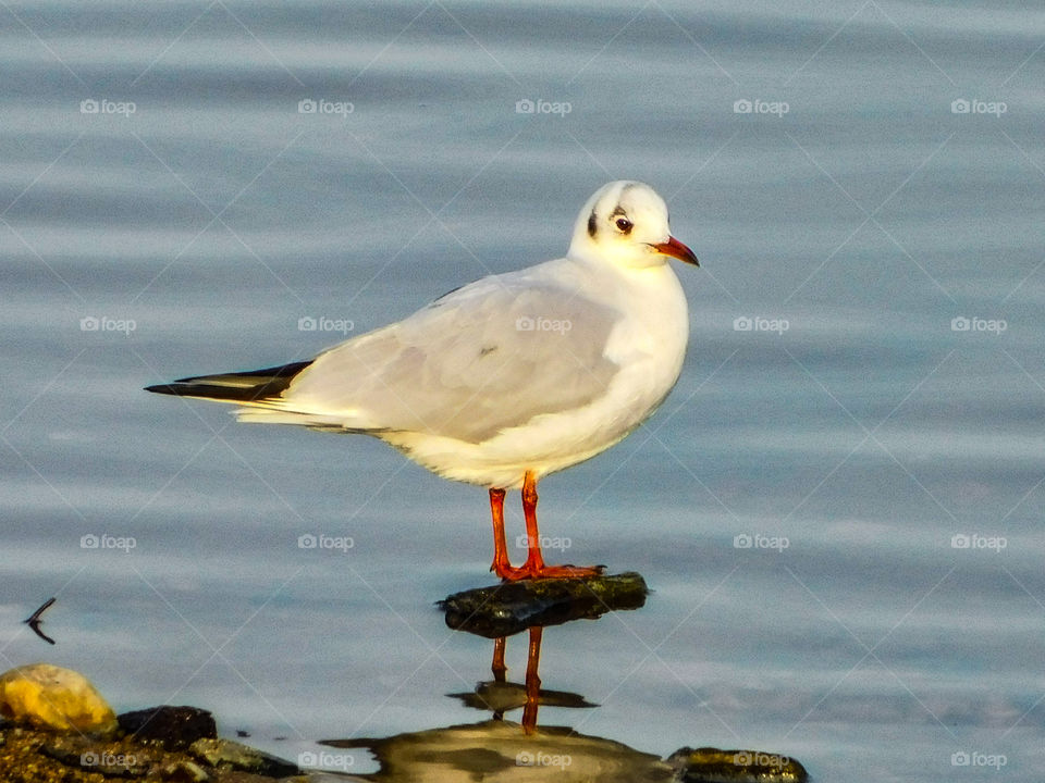 Seagull water lake nature tranquility