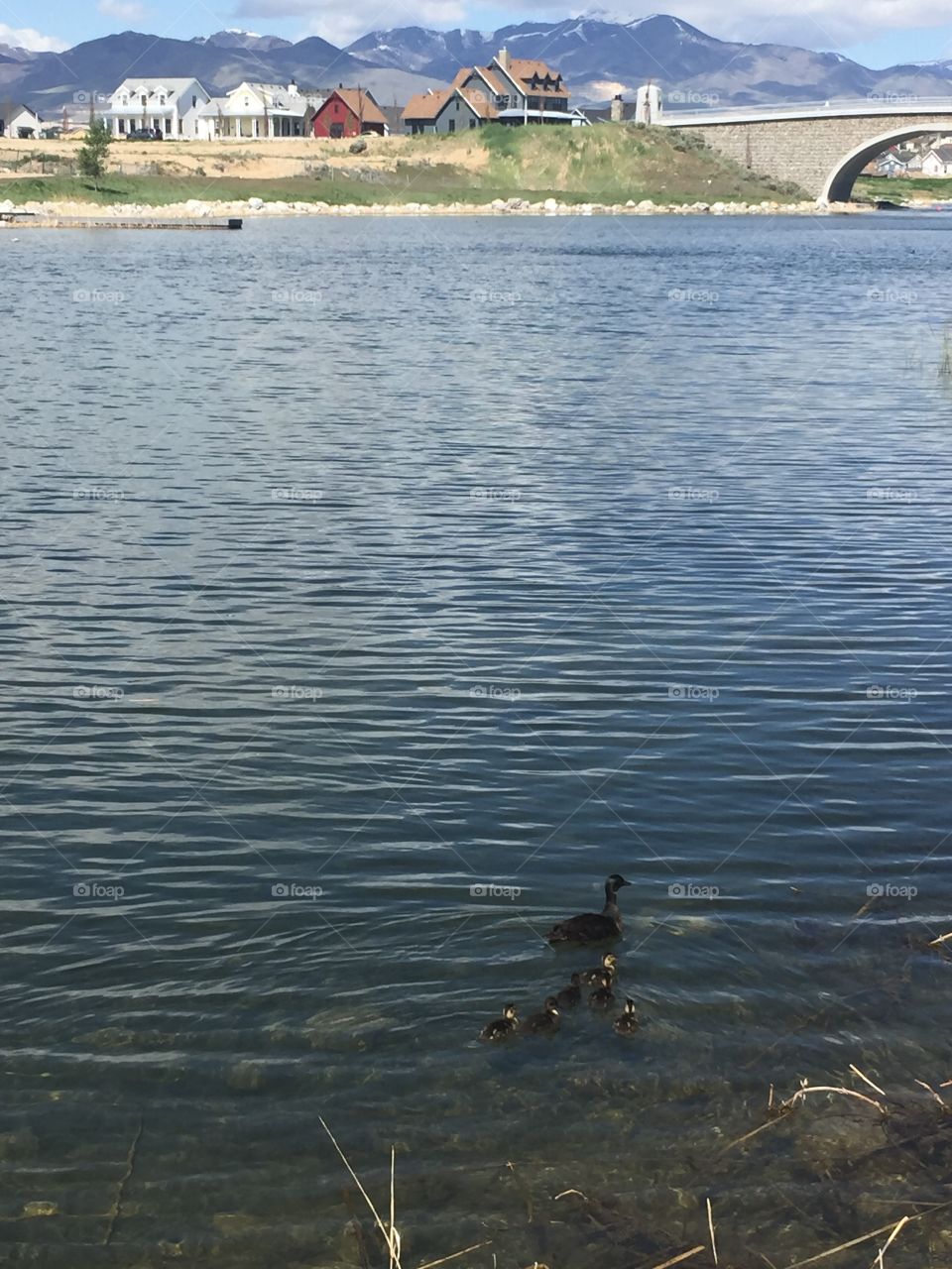 Baby Ducks and Mommy Ducks in Oquirrh Lake, in South Jordan-Daybreak, Utah. Copyright © CM Photography May 2019. 