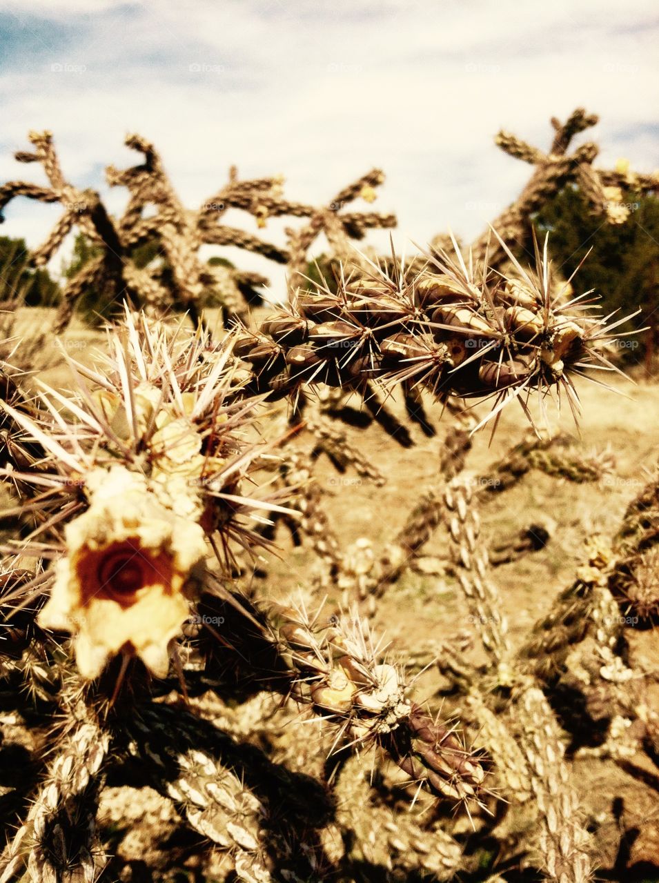 Beautiful cactus 