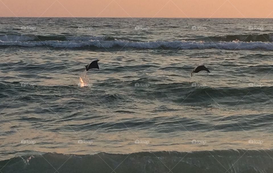 Stingrays 