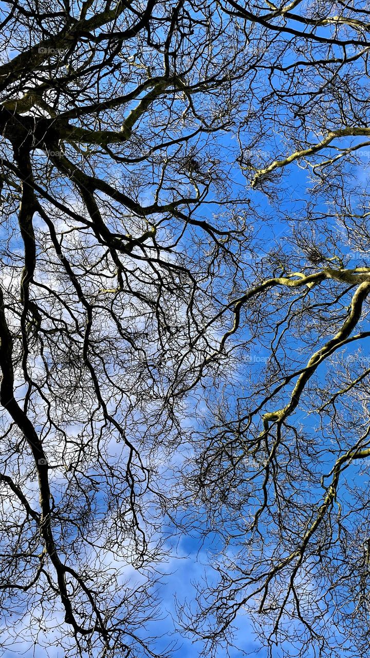 Gazing up through the branches of trees on a winter’s morning into a blue sky.