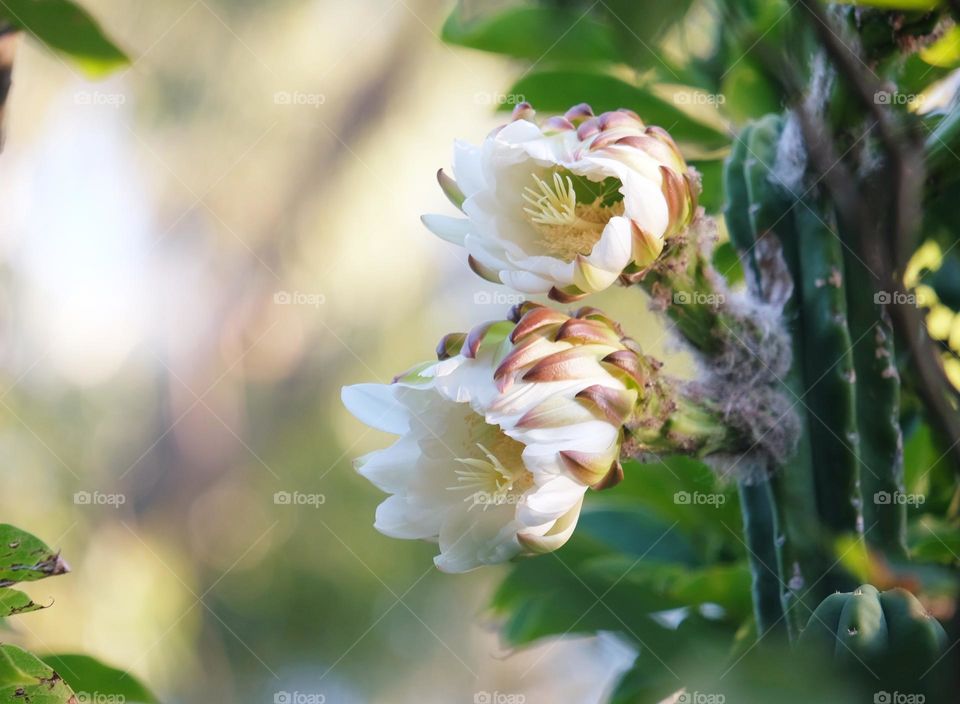cactus blossom