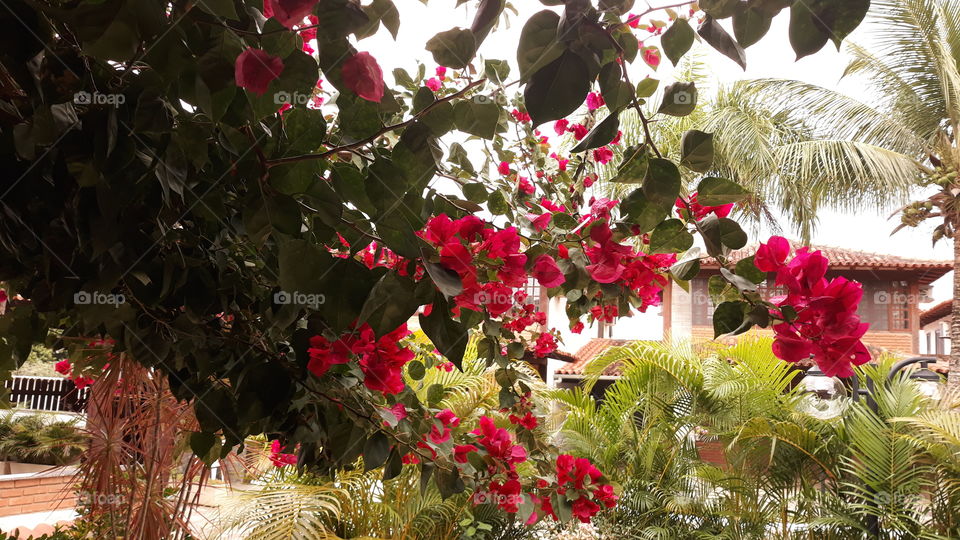 Boungaville(ou bugavílio) avermelhado, fotografado por detrás de sua "cortina de folhas e flores".