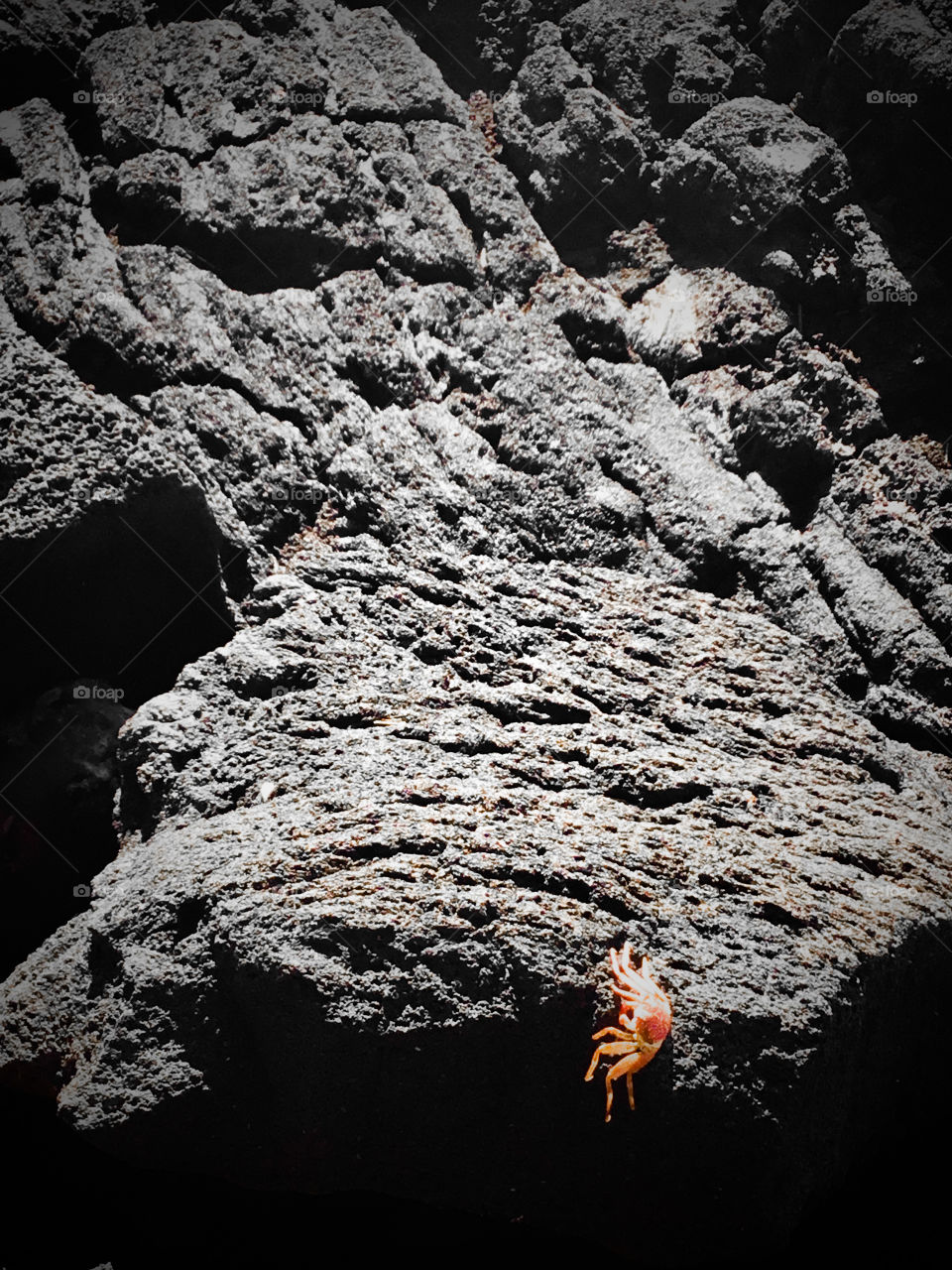 Sea creature on the lava