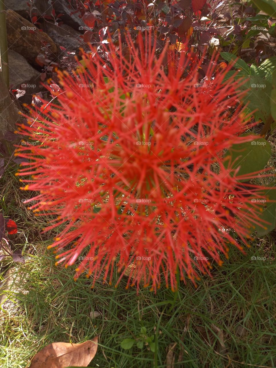 Scadoxus multiflorus in bloom growing in the yard