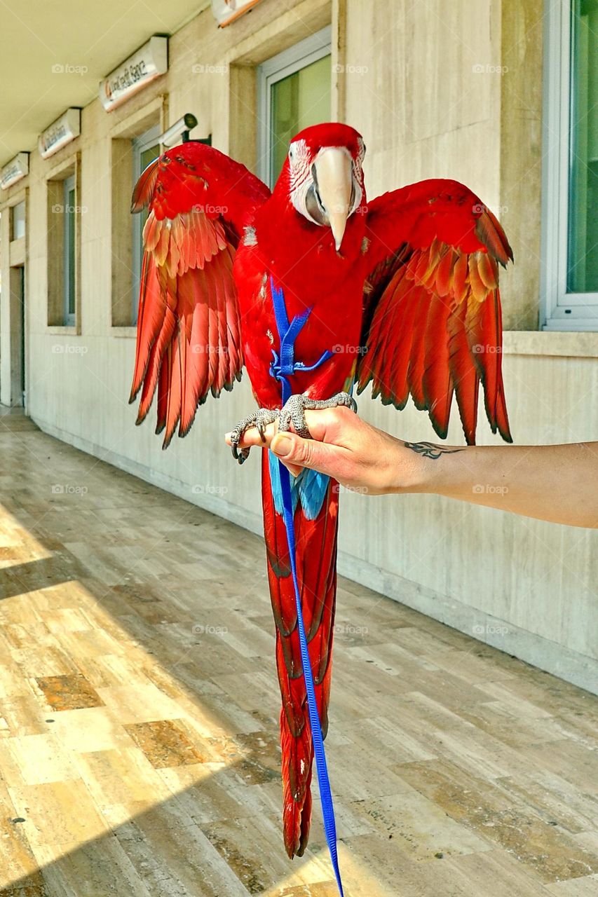 red parrot