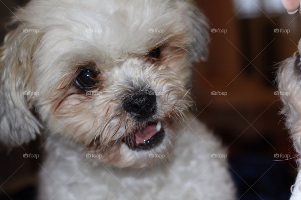 dog cute puppy maltese by dustydoo