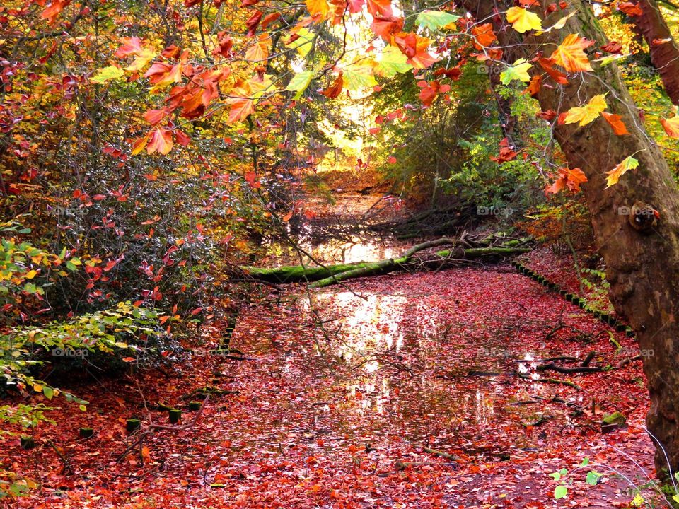 Autumn colours