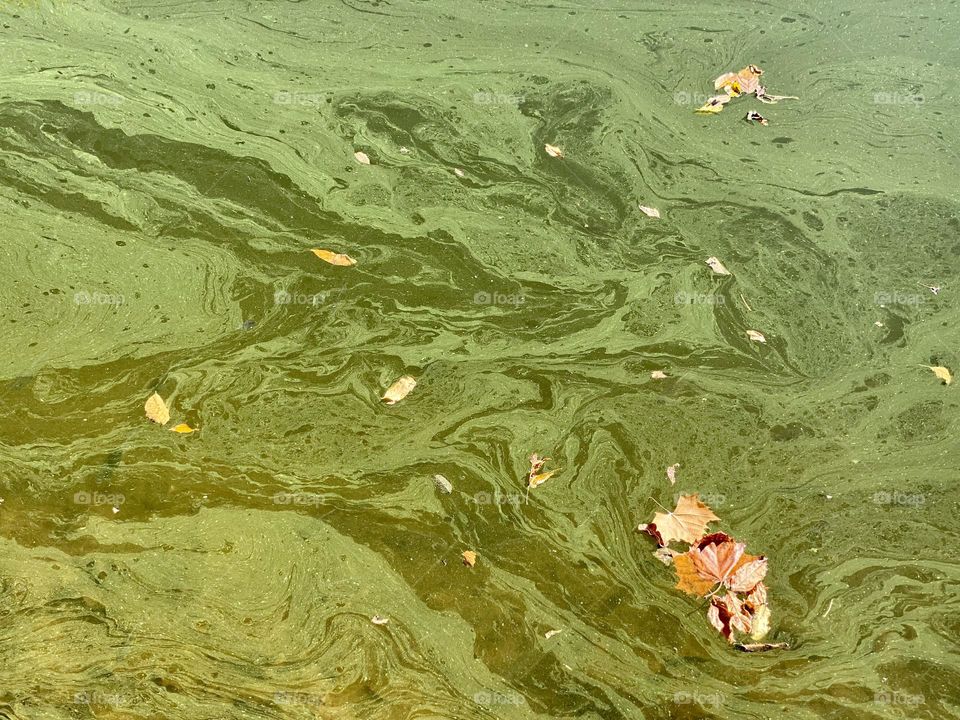 Leaves floating on a green algae covered pond