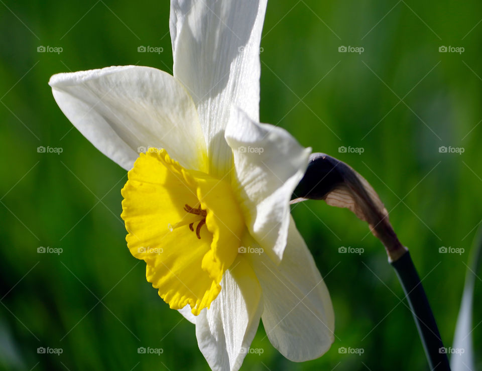 daffodil