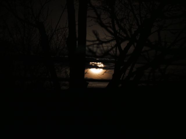 The moon beyond the trees, as seen from the back porch. 