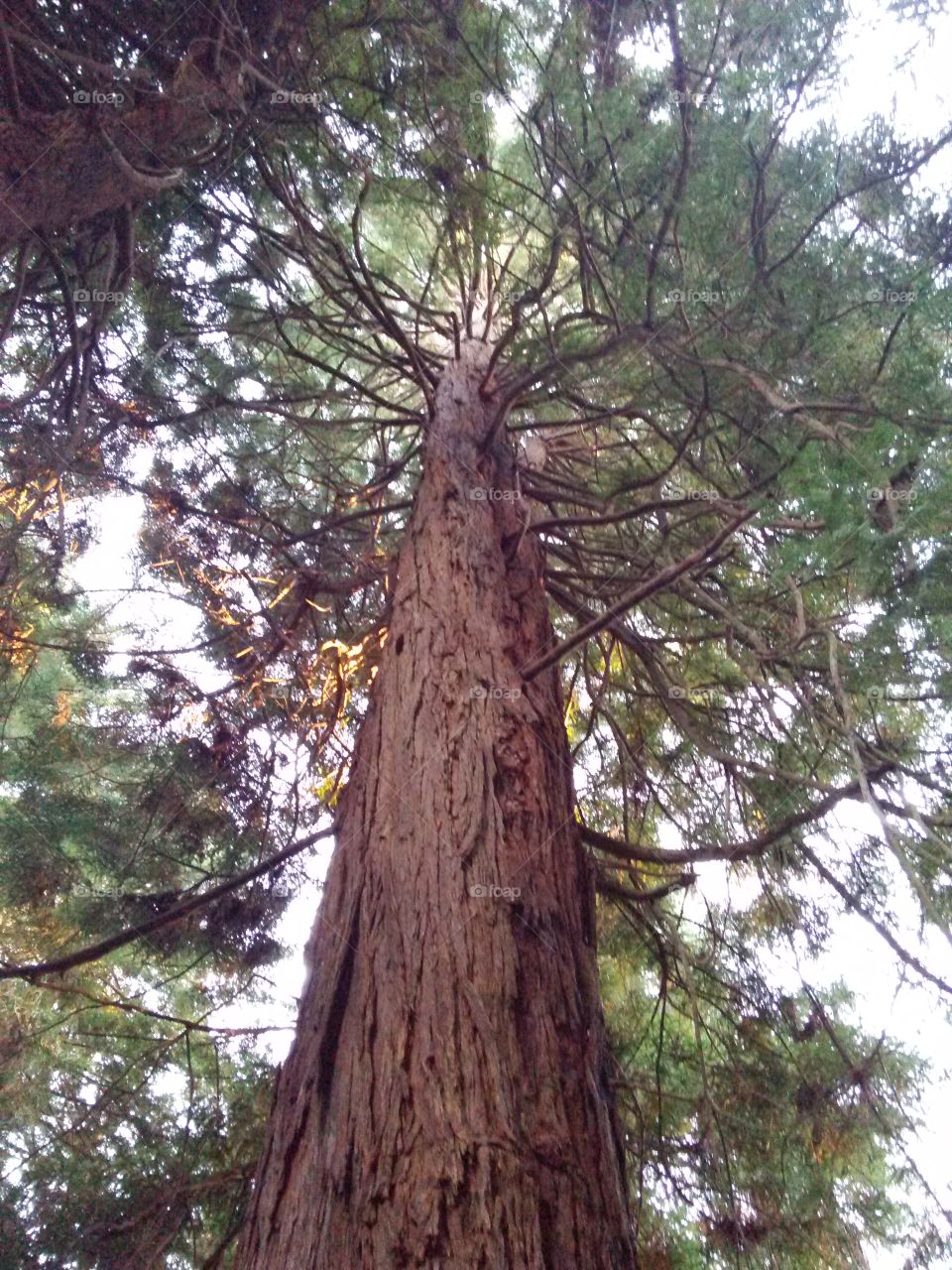 redwood trees. golden gate park