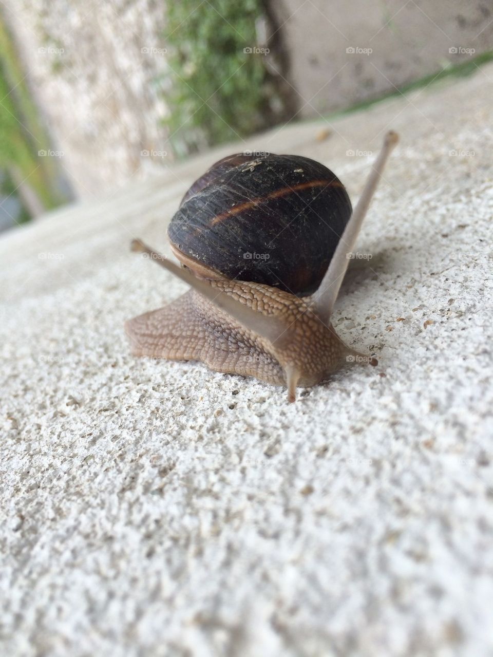 Snail