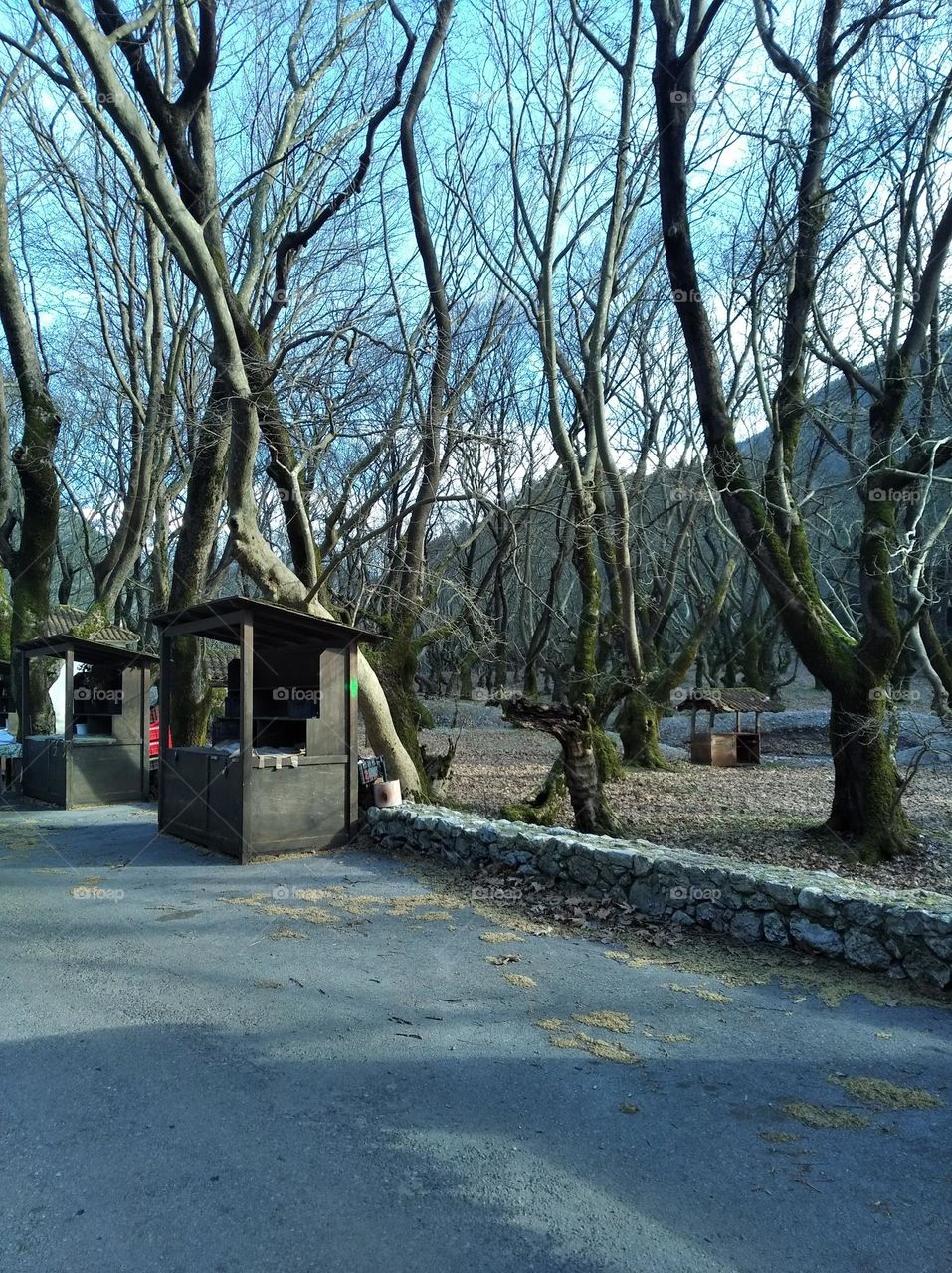 Car trip through forest!