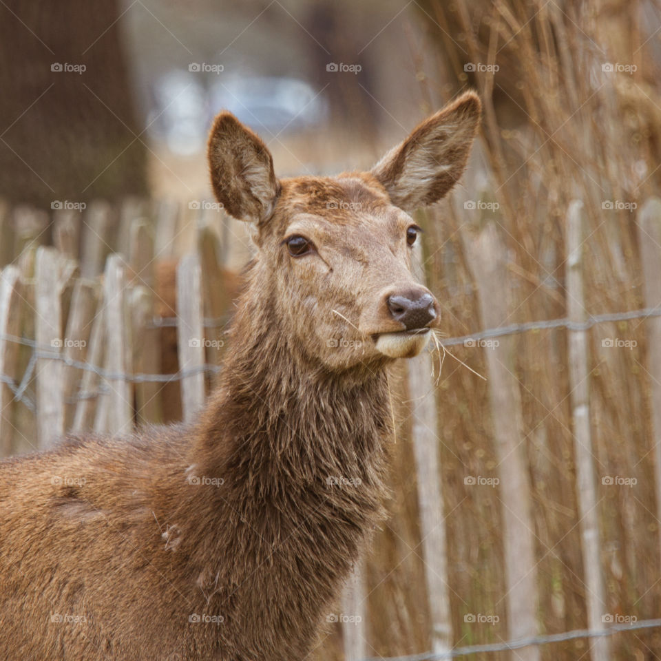 A beautiful deer in the park. Richmond park in London. Sweet animal portrait.